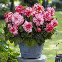 Бегонія Bouton de Rose (Гігантська квітка) фото