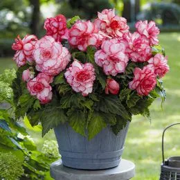Бегонія Bouton de Rose (Гігантська квітка) фото