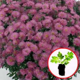 Хризантема Braque Pink фото