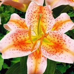 Лілія Salmon Star фото