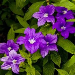 Бровалія Bells Marine фото