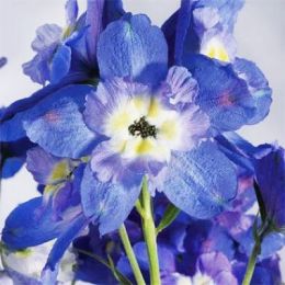 Дельфініум Ocean Tiara Blue фото