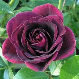 Троянда Burgundy Ice фото
