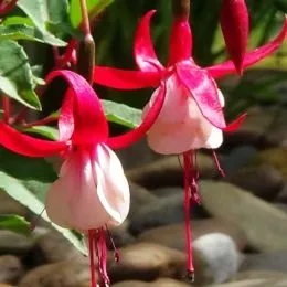 Фукcія Madame Cornelissen фото