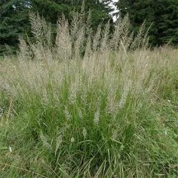 Каламагростіс Arundinacea фото
