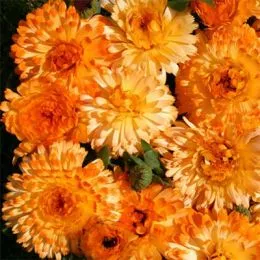 Календула Tangerine Cream фото