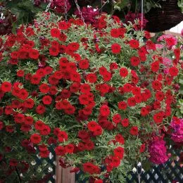 Калібрахоа MF Sangria Red фото
