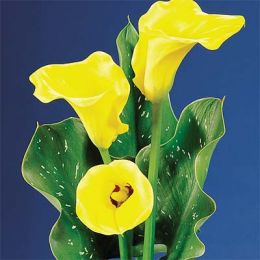 Кала Florex Gold фото