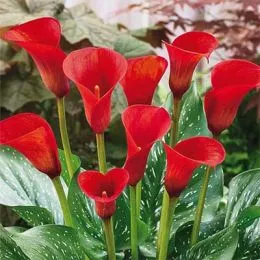 Кала Red Alert фото