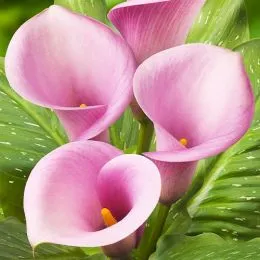 Кала Violetta фото