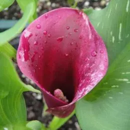 Кала Rudolph фото