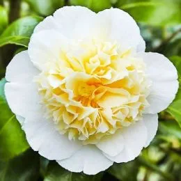 Камелія Brushfield's Yellow фото