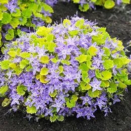 Кампанула Dickson's Gold фото