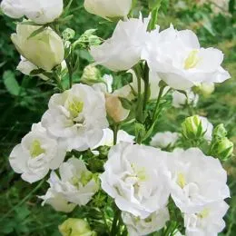 Кампанула La Bello Blanche фото