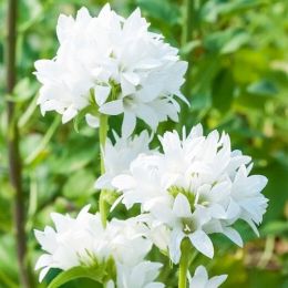 Кампанула Glomerata Alba фото