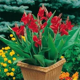 Канна Сherry Red 25 фото