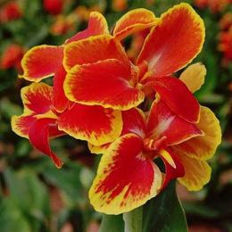 Канна Rosemond Сoles фото