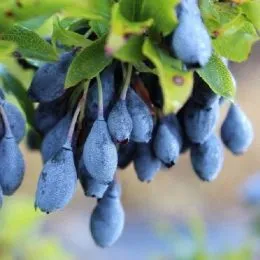 Чорниця (лохина) циліндрична Blau Perle фото