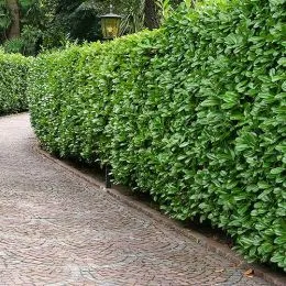 Лавровишня лікарська Caucasica фото