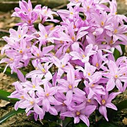 Хіонодокса Rose Queen фото