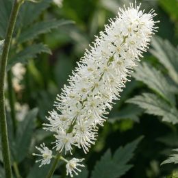 Циміцифуга (клопогін) White Pearl фото