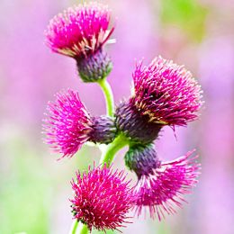 Осот прибережний Atropurpureum фото