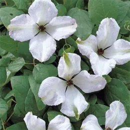 Клематіс Alba Luxurians фото
