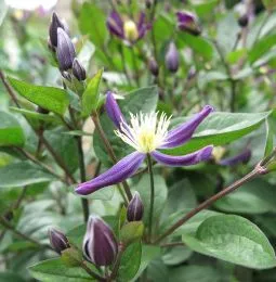 Клематіс Aromatica фото
