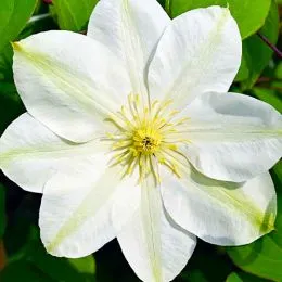 Клематіс Guernsey Cream фото