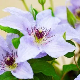 Клематіс Myosotis фото