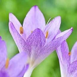 Пізньоцвіт Cilicicum Purpureum фото