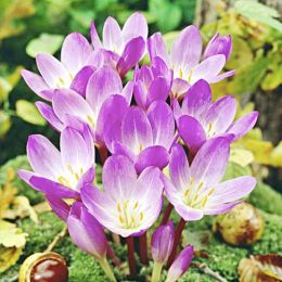 Пізньоцвіт Speciosum фото