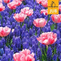 Мікс ландшафтний Interplay (Брендові цибулини Jub Holland) фото
