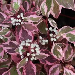 Дерен Sibirica Variegata фото