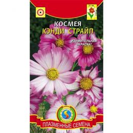 Космея Кенді Страйп фото