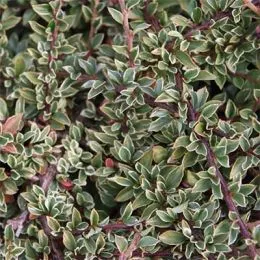 Кизильник Variegatus фото