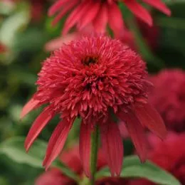 Ехінацея Cranberry фото