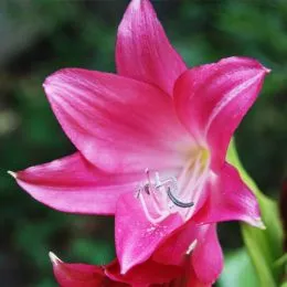 Крінум Ellen Bosanquet фото