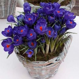 Крокус Flower Record 100 фото
