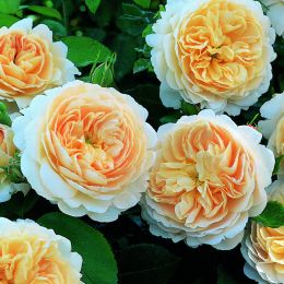 Троянда Crocus Rose фото