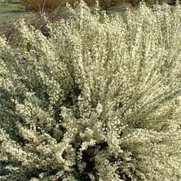Рокитник Albus фото