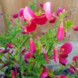 Рокитник Johnson's Crimson фото