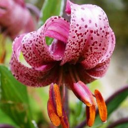 Лілія Martagon Rose фото