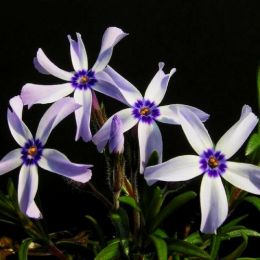 Флокс Oakington Blue Eyes фото