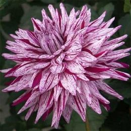 Жоржина Blackberry Ripple фото