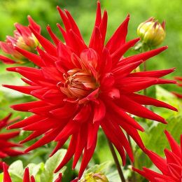 Жоржина Karma Red Corona фото