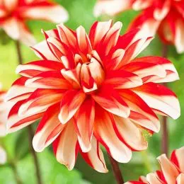 Жоржина Dynamite фото