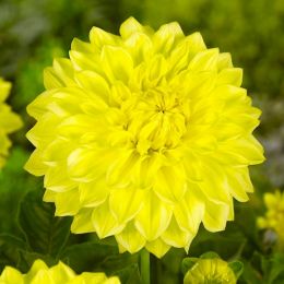 Жоржина Golden Torch фото