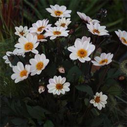 Жоржина HS Princess фото