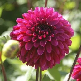 Жоржина Lilac Bull фото